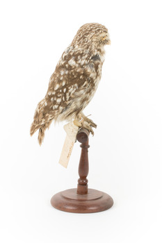 Ural Owl mounted on wooden perch pedestal with swing tag.The specimen's plumage is white, brown, grey and streaked.