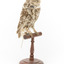 Ural Owl mounted on wooden perch pedestal with swing tag.The specimen's plumage is white, brown, grey and streaked.