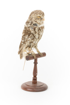 Ural Owl mounted on wooden perch pedestal with swing tag.The specimen's plumage is white, brown, grey and streaked.