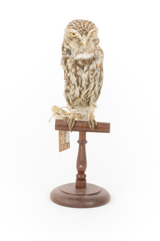 Ural Owl mounted on wooden perch pedestal with swing tag.The specimen's plumage is white, brown, grey and streaked.