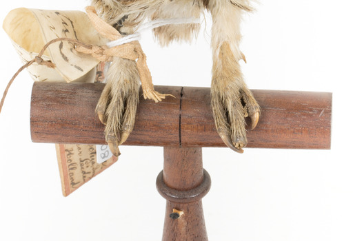 Ural Owl mounted on wooden perch pedestal with swing tag. 