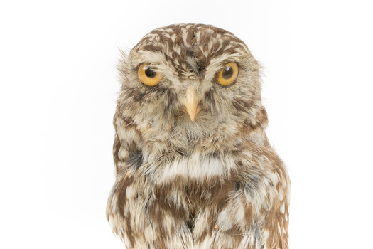Ural Owl mounted on wooden perch pedestal with swing tag.The specimen's plumage is white, brown, grey and streaked.