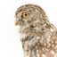 Ural Owl mounted on wooden perch pedestal with swing tag.The specimen's plumage is white, brown, grey and streaked.