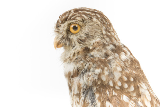 Ural Owl mounted on wooden perch pedestal with swing tag.The specimen's plumage is white, brown, grey and streaked.