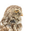 Ural Owl mounted on wooden perch pedestal with swing tag. The specimen's plumage is white, brown, grey and streaked.