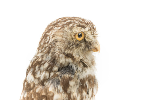 Ural Owl mounted on wooden perch pedestal with swing tag. The specimen's plumage is white, brown, grey and streaked.