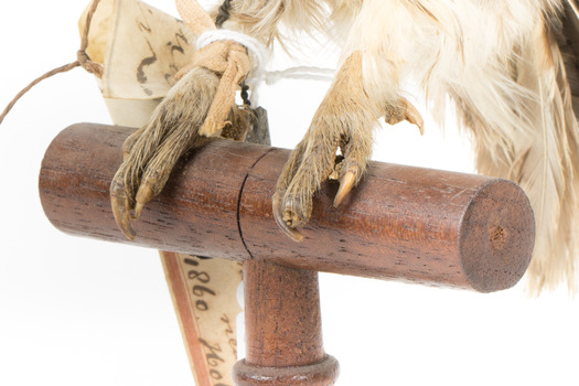 Ural Owl mounted on wooden perch pedestal with swing tag. Close up view of talons.