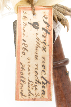 Ural Owl mounted on wooden perch pedestal with swing tag. Close-up view of paper swing tag attached to lower right leg (see transcription).