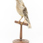 Yellow Wattlebird standing on wooden mount facing left