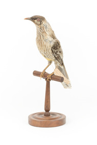 Yellow Wattlebird standing on wooden mount facing left