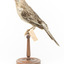 Yellow Wattlebird standing on wooden mount facing left