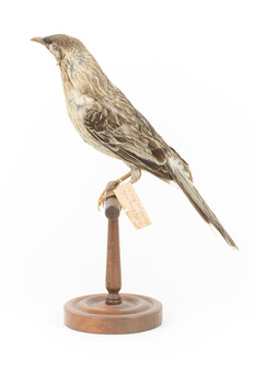 Yellow Wattlebird standing on wooden mount facing left