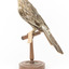 Yellow Wattlebird standing on wooden mount facing back - left