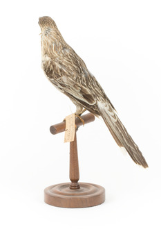 Yellow Wattlebird standing on wooden mount facing back - left