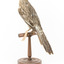 Yellow Wattlebird standing on wooden mount facing back