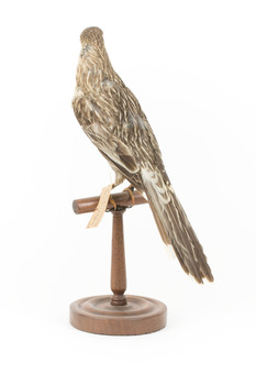 Yellow Wattlebird standing on wooden mount facing back