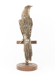 Yellow Wattlebird standing on wooden mount facing back