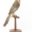 Yellow Wattlebird standing on wooden mount facing back - right