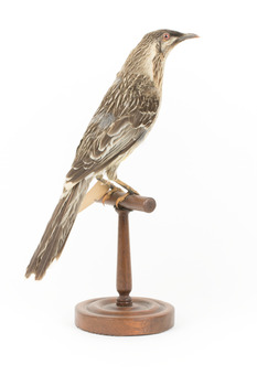 Yellow Wattlebird standing on wooden mount facing back - right