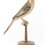 Yellow Wattlebird standing on wooden mount facing right
