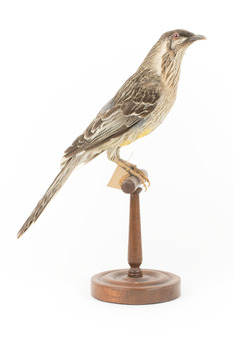 Yellow Wattlebird standing on wooden mount facing right