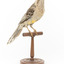 Yellow Wattlebird standing on wooden mount facing forward