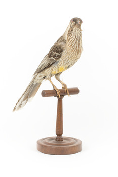 Yellow Wattlebird standing on wooden mount facing forward
