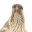 Yellow Wattlebird close-up of head facing forward