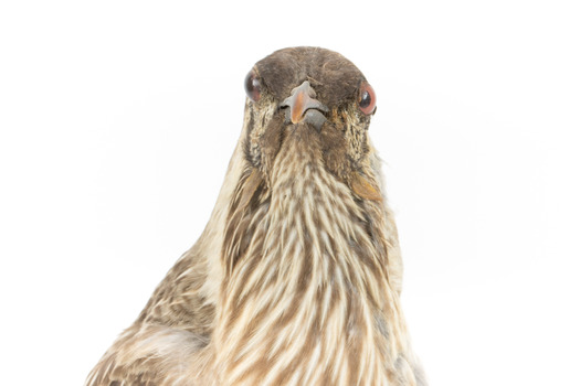 Yellow Wattlebird close-up of head facing forward