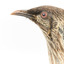 Yellow Wattlebird close-up of head facing left
