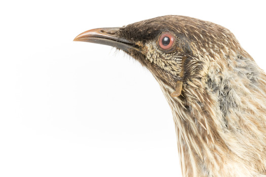 Yellow Wattlebird close-up of head facing left