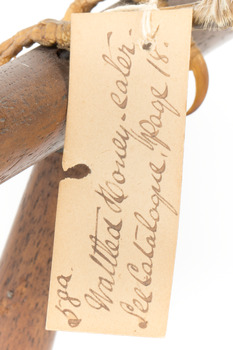 Image of swing-tag, see transcription