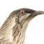 Yellow Wattlebird close-up of head facing right