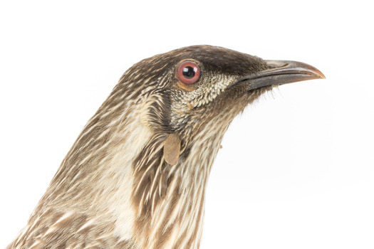 Yellow Wattlebird close-up of head facing right