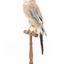 Eurasian Jay standing on wooden mount facing forward