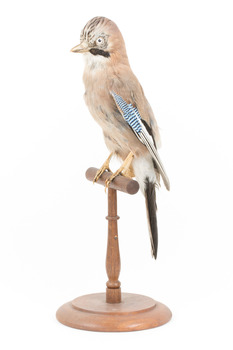 Eurasian Jay standing on wooden mount facing forward