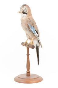Eurasian Jay standing on wooden mount facing forward