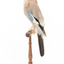 standing on wooden mount facing left