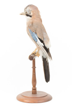 standing on wooden mount facing left