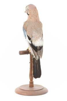 standing on wooden mount facing back left