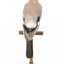 Eurasian Jay standing on wooden mount facing back