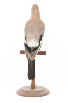 Eurasian Jay standing on wooden mount facing back