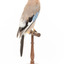 Eurasian Jay standing on wooden mount facing back right