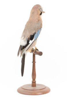 Eurasian Jay standing on wooden mount facing back right