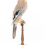 Eurasian Jay standing on wooden mount facing right