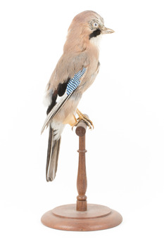 Eurasian Jay standing on wooden mount facing right