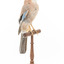 Eurasian Jay standing on wooden mount facing front right