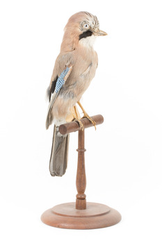 Eurasian Jay standing on wooden mount facing front right