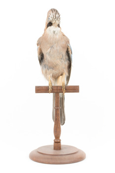 Eurasian Jay standing on wooden mount facing forward