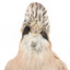 Eurasian Jay standing on wooden mount facing forward